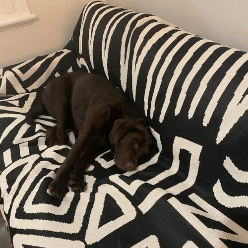 Customer photo: chocolate labrador asleep on a black patterned CouchCare cover.