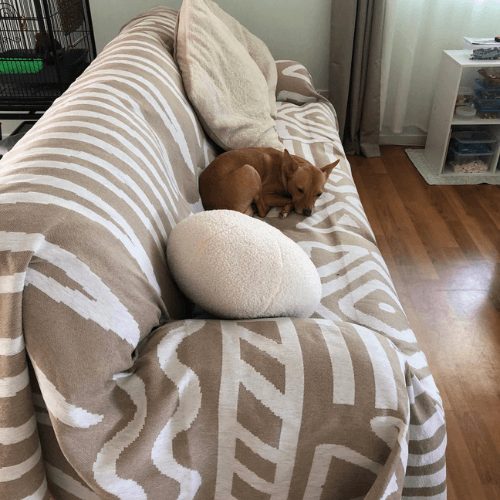 Customer photo: small dog curled up on a cream patterned CouchCare cover.