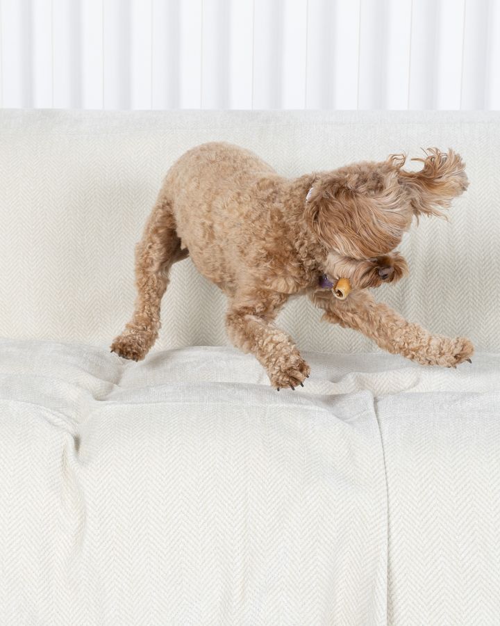 Dog leaping onto a sofa covered by a cream CouchCare cover.